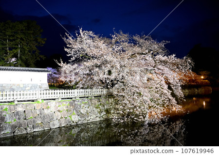 關東地區、小田原城、夜晚的櫻花、從神奈川縣小田原市馬德門土橋上看到的奼瑪屋庫魯瓦迷人的垂枝櫻花 (7) 關東地區、小田原城、夜晚的櫻花、從神奈川縣小田原市馬德門土橋上看到的奼瑪屋庫魯瓦迷人的垂枝櫻花 (7) 107619946