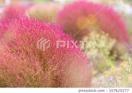 Autumn leaves Kokia Autumn leaves Kokia 107620277