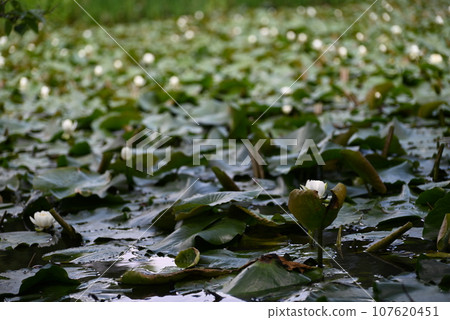 [Kyoto] Water lilies blooming in the pond of Kanshuji Temple 107620451