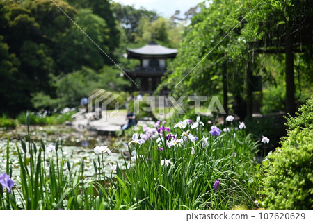 [Kyoto] Iris blooming by the pond of Kanshu-ji Temple 107620629
