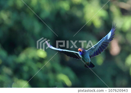 A brown-breasted roller flies against the fresh green background 107620943