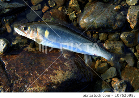 朋友釣魚時捕獲的草科川天然香魚 朋友釣魚時捕獲的草科川天然香魚 107620983