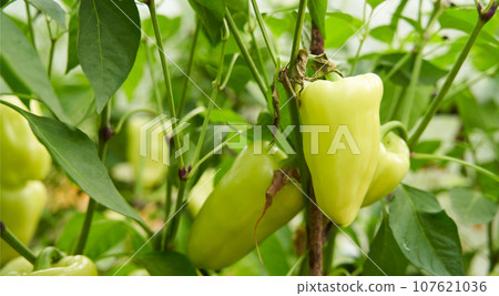 Green peppers grown in a greenhouse. Farm for growing vegetables. Green peppers grown in a greenhouse. Farm for growing vegetables. 107621036
