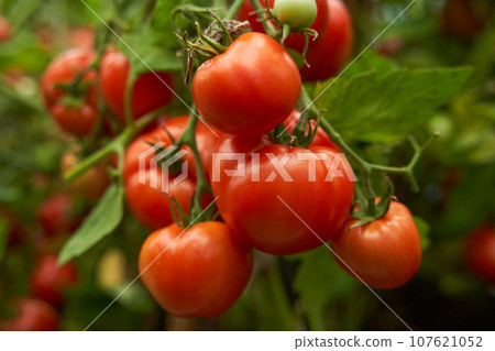 Red tomatoes on a branch in a greenhouse. Farm for growing vegetables. 107621052