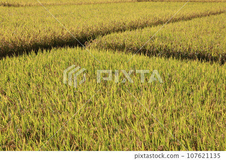 Field 0651 Field 0651 107621135