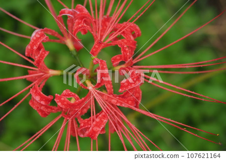 Close-up of Higanbana wet in the rain Close-up of Higanbana wet in the rain 107621164