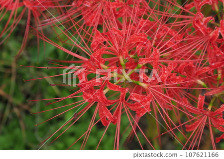 Close-up of Higanbana wet in light rain Close-up of Higanbana wet in light rain 107621166