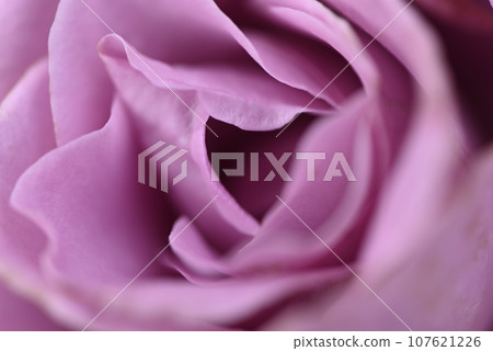 [奈良] 大佛觀音玫瑰微距攝影 107621226