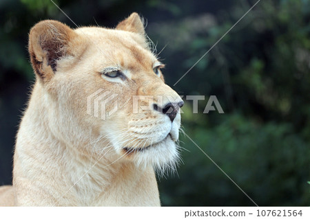 White Lion 107621564