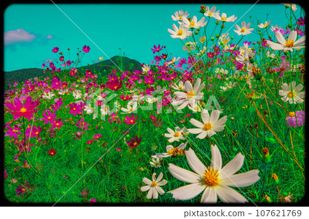 白色、紅色、粉紅色、黃色花瓣的波斯菊在藍天的襯托下閃閃發光 白色、紅色、粉紅色、黃色花瓣的波斯菊在藍天的襯托下閃閃發光 107621769