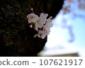 Cherry blossoms growing from the trunk 107621917