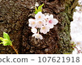 Cherry blossoms blooming from the trunk 107621918