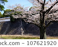 Someiyoshino cherry blossoms blooming on the stone wall 107621920