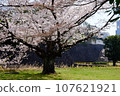 Cherry blossoms seen from Imperial Palace Inui Street 107621921