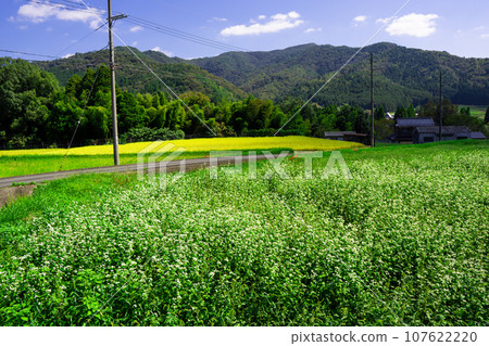 White buckwheat flowers and yellow rice ears 107622220