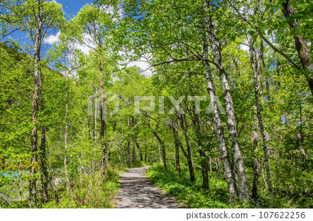 [Nagano Prefecture, Kamikochi] Refreshing fresh green scenery 107622256