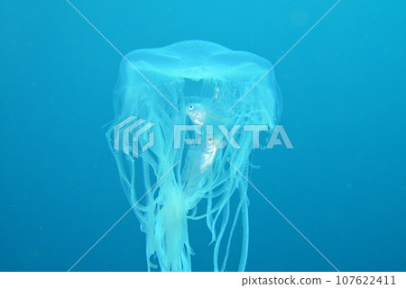 Yurei jellyfish and Hanabirauo Yurei jellyfish and Hanabirauo 107622411