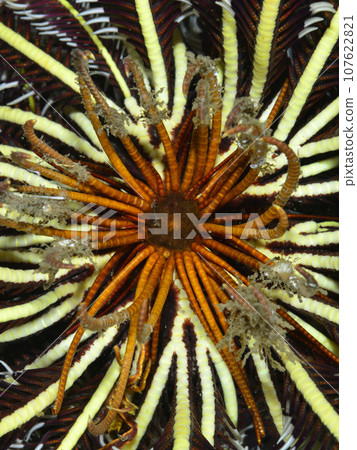 Back side of Futoacium fern Back side of Futoacium fern 107622821