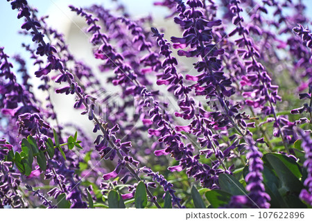 Salvia Leukansa 107622896