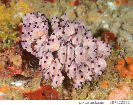 A fellow of Umishida 107622902