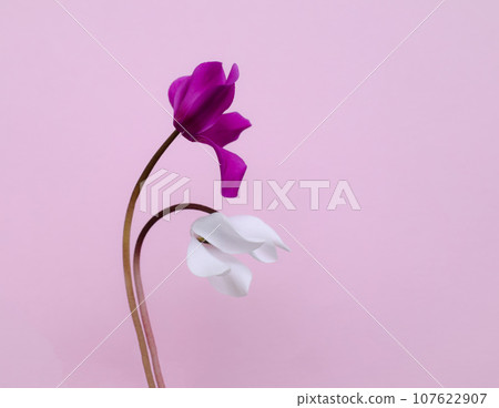 Pink background with pink and white cyclamen flowers 107622907
