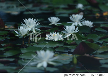 白睡蓮 白睡蓮 107623066
