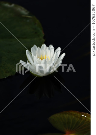 白睡蓮 白睡蓮 107623067