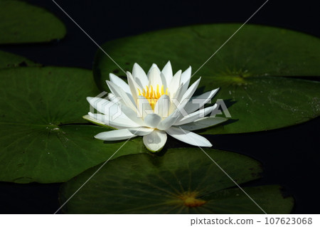 White water lily 107623068