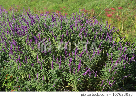秋季公園盛開的紫色鼠尾草花 107623083