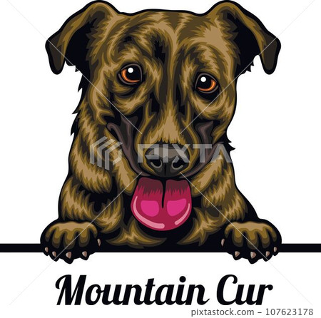 Mountain Cur - Color Peeking Dogs - breed face head isolated on white 107623178