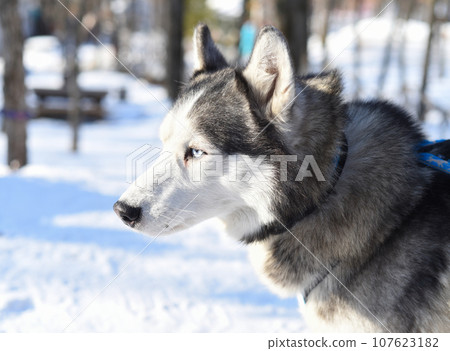 Portrait of young siberian husky looking away 107623182