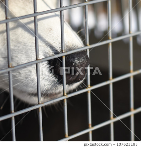Nose of a husky dog sitting in a cage Nose of a husky dog sitting in a cage 107623193