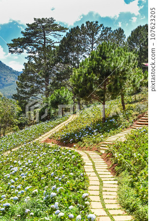 Pathway through hydrangea flower beds and pine trees in Da Lat Vietnam Pathway through hydrangea flower beds and pine trees in Da Lat Vietnam 107623205