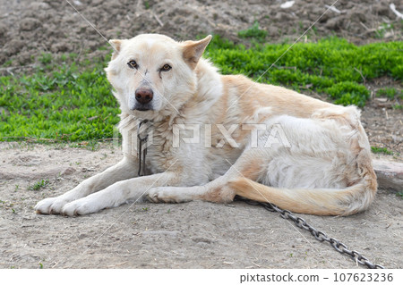 Old senior dog resting on the ground 107623236