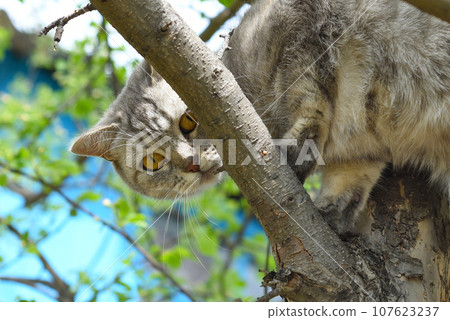 Gray cat climbing on a tree and looking at the camera Gray cat climbing on a tree and looking at the camera 107623237