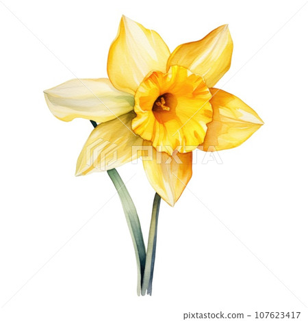 watercolor daffodil flowers illustration on a white background. 107623417