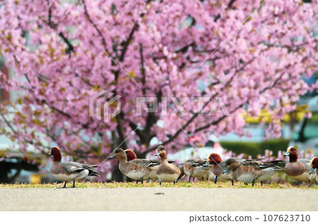 水鳥鴨在櫻花樹下休息 水鳥鴨在櫻花樹下休息 107623710