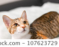 A calico cat looking at its owner with a strange expression 107623729