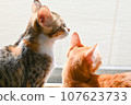 Friendly brother cats looking outside 107623733
