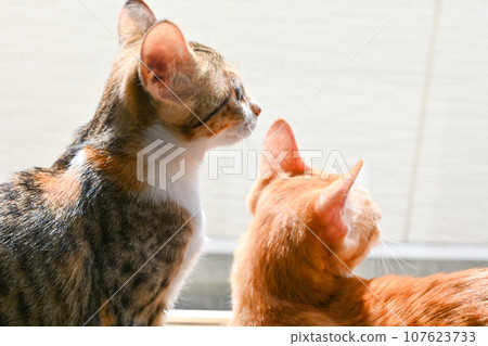 Friendly brother cats looking outside 107623733