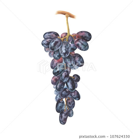 Grapes are a bunch of black berries. Watercolor botanical illustration of vine Fruit. Hand drawn clip art isolated on white background for juice and wine packaging. Drawing of purple Berry food Grapes are a bunch of black berries. Watercolor botanical illustration of vine Fruit. Hand drawn clip art isolated on white background for juice and wine packaging. Drawing of purple Berry food 107624330