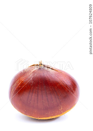 Autumn Chestnut Ginyori Nose Nose Chestnut Ginyori Chestnut Taste of Autumn Autumn Chestnut Ginyori Nose Nose Chestnut Ginyori Chestnut Taste of Autumn 107624809