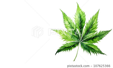 Cannabis leaf isolated on white background. Watercolor illustration. 107625366