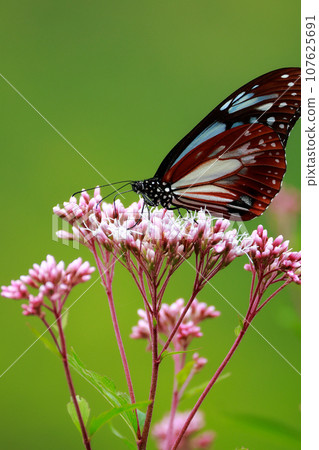 Asagi madara堅持富士Bakuma Asagi madara堅持富士Bakuma 107625691