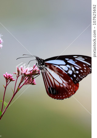 Asagi madara堅持富士Bakuma 107625692