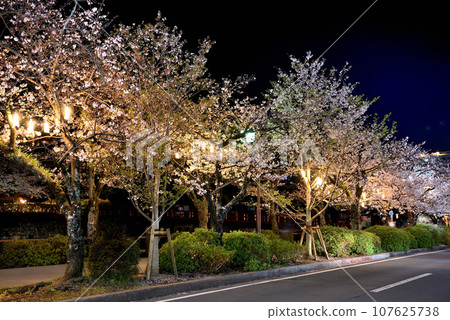 關東地區、小田原城、夜晚的櫻花、大堀端街道和人行道上的櫻花樹,神奈川縣小田原市(1) 關東地區、小田原城、夜晚的櫻花、大堀端街道和人行道上的櫻花樹,神奈川縣小田原市(1) 107625738