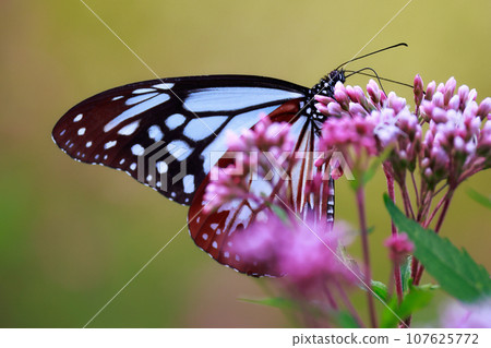 Asagi madara sticking to Fuji Bakuma 107625772