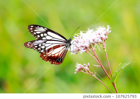 Asagi madara堅持富士Bakuma Asagi madara堅持富士Bakuma 107625793