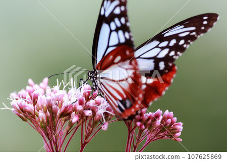 Asagi madara堅持富士Bakuma 107625869