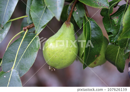 Pear hanging on a tree 107626139